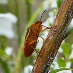 Dictyotus caenosus at Paddys River, ACT - 9 Dec 2018