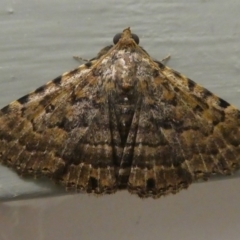 Diatenes aglossoides (An Erebid Moth) at Kambah, ACT - 13 Dec 2018 by HarveyPerkins