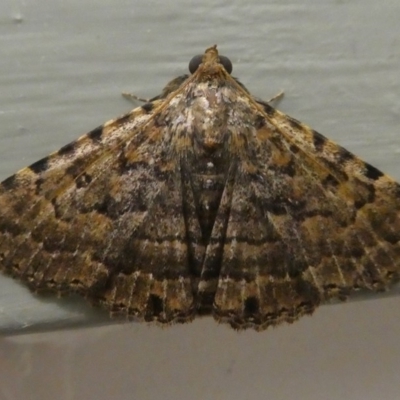 Diatenes aglossoides (An Erebid Moth) at Kambah, ACT - 13 Dec 2018 by HarveyPerkins