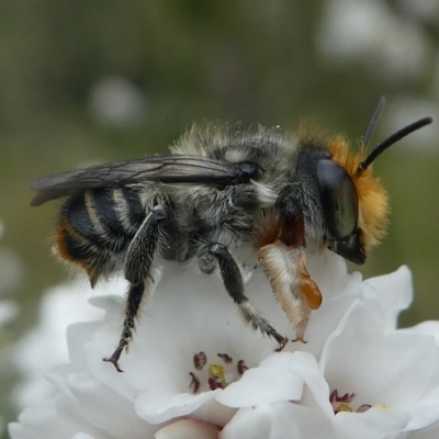 Megachile (Eutricharaea) maculariformis (Gold-tipped leafcutter bee) at Paddys River, ACT - 9 Dec 2018 by HarveyPerkins