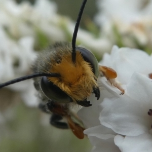 Megachile (Eutricharaea) maculariformis at Paddys River, ACT - 9 Dec 2018 01:35 PM