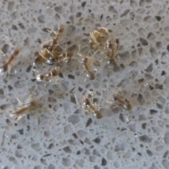 Doleromyrma sp. (genus) (Brown house ant) at Isaacs, ACT - 24 Jan 2017 by Mike
