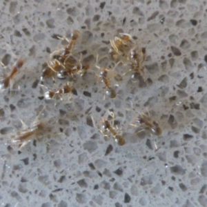 Doleromyrma sp. (genus) at Isaacs, ACT - 25 Jan 2017
