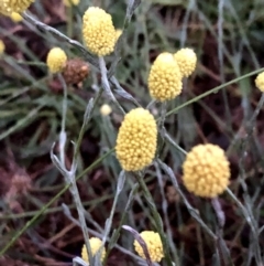 Calocephalus citreus (Lemon Beauty Heads) at Googong, NSW - 5 Jan 2019 by Wandiyali