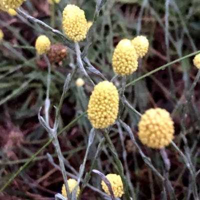 Calocephalus citreus (Lemon Beauty Heads) at Googong, NSW - 5 Jan 2019 by Wandiyali