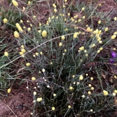 Calocephalus citreus at Googong, NSW - 6 Jan 2019