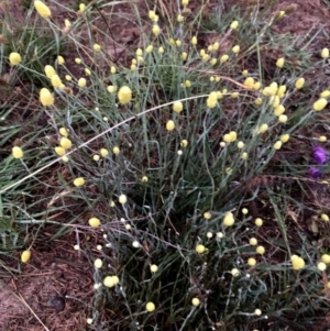 Calocephalus citreus at Googong, NSW - 6 Jan 2019