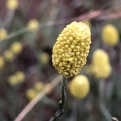 Calocephalus citreus at Googong, NSW - 6 Jan 2019