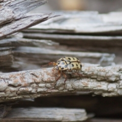 Neorrhina punctata (Spotted flower chafer) at Cook, ACT - 2 Jan 2019 by Tammy