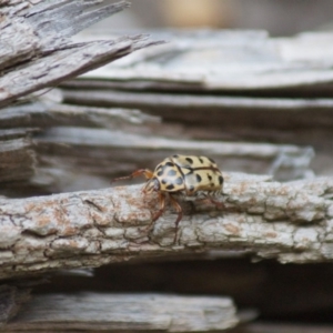 Neorrhina punctata at Cook, ACT - 2 Jan 2019