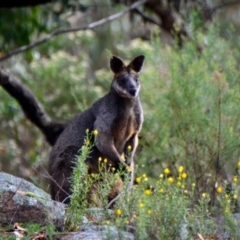 Wallabia bicolor (Swamp Wallaby) at Wanniassa Hill - 5 Jan 2019 by Jek