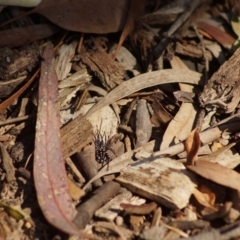 Nyssus albopunctatus (White-spotted swift spider) at Cook, ACT - 20 Dec 2018 by Tammy