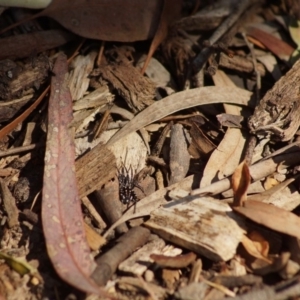 Nyssus albopunctatus at Cook, ACT - 20 Dec 2018 10:26 AM