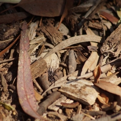 Nyssus albopunctatus (White-spotted swift spider) at Cook, ACT - 20 Dec 2018 by Tammy