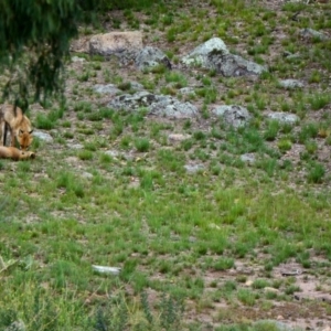 Vulpes vulpes at Fadden, ACT - 6 Jan 2019 08:24 AM