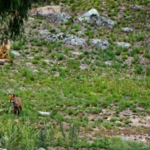 Vulpes vulpes at Fadden, ACT - 6 Jan 2019 08:24 AM