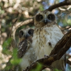 Ninox boobook (Southern Boobook) at Cook, ACT - 24 Dec 2018 by Tammy