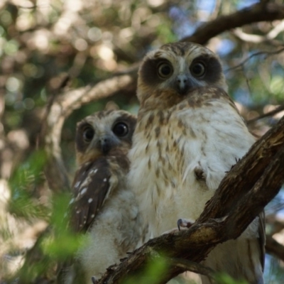 Ninox boobook (Southern Boobook) at Mount Painter - 24 Dec 2018 by Tammy