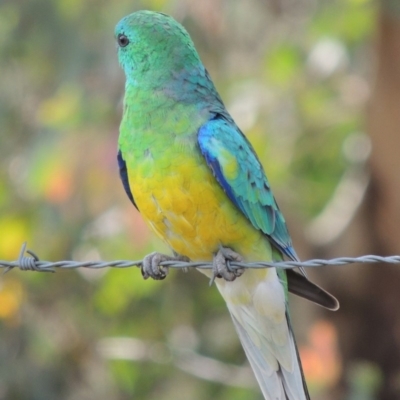 Psephotus haematonotus (Red-rumped Parrot) at Greenway, ACT - 18 Dec 2018 by michaelb