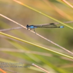 Ischnura heterosticta (Common Bluetail Damselfly) at Meroo National Park - 18 Dec 2018 by Charles Dove