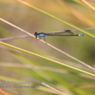 Ischnura heterosticta (Common Bluetail Damselfly) at Bawley Point, NSW - 18 Dec 2018 by Charles Dove