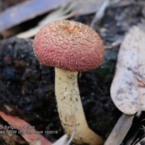 Boletellus sp. at Bawley Point, NSW - 19 Dec 2018