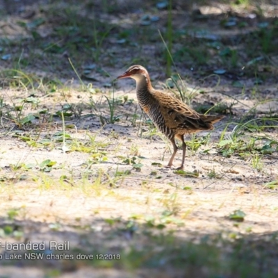 Gallirallus philippensis (Buff-banded Rail) at Meroo National Park - 18 Dec 2018 by Charles Dove