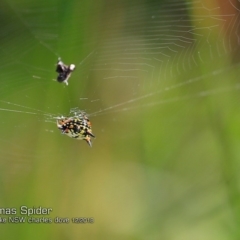 Austracantha minax (Christmas Spider, Jewel Spider) at Meroo National Park - 18 Dec 2018 by Charles Dove