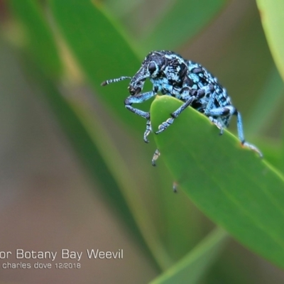 Chrysolopus spectabilis (Botany Bay Weevil) at South Pacific Heathland Reserve - 20 Dec 2018 by Charles Dove