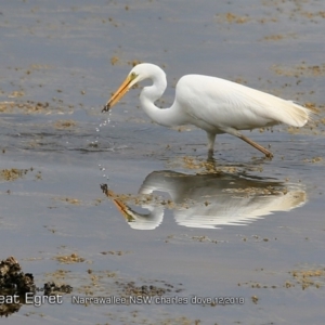 Ardea alba at Narrawallee, NSW - 21 Dec 2018 12:00 AM