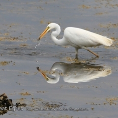 Ardea alba (Great Egret) at Narrawallee, NSW - 20 Dec 2018 by Charles Dove