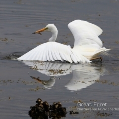 Ardea alba at Narrawallee, NSW - 21 Dec 2018 12:00 AM