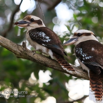 Dacelo novaeguineae (Laughing Kookaburra) at Mollymook, NSW - 18 Dec 2018 by Charles Dove