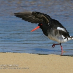 Haematopus longirostris (Australian Pied Oystercatcher) at Bawley Point, NSW - 18 Dec 2018 by CharlesDove