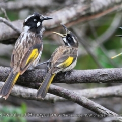 Phylidonyris novaehollandiae (New Holland Honeyeater) at Ulladulla, NSW - 20 Dec 2018 by CharlesDove