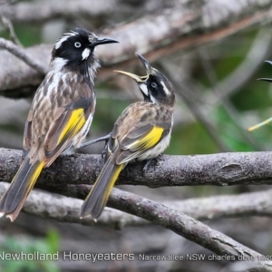 Phylidonyris novaehollandiae at Ulladulla Reserves Bushcare - 21 Dec 2018