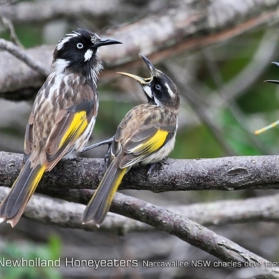 Phylidonyris novaehollandiae (New Holland Honeyeater) at Ulladulla Reserves Bushcare - 20 Dec 2018 by CharlesDove