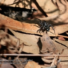 Nyssus albopunctatus (White-spotted swift spider) at Bawley Point, NSW - 19 Dec 2018 by CharlesDove