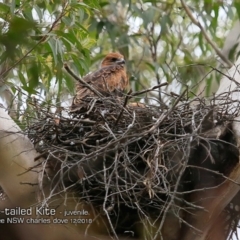 Lophoictinia isura (Square-tailed Kite) at Narrawallee, NSW - 20 Dec 2018 by CharlesDove