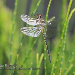 Hemicordulia tau (Tau Emerald) at Meroo National Park - 17 Dec 2018 by Charles Dove