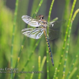 Hemicordulia tau at Bawley Point, NSW - 18 Dec 2018 12:00 AM