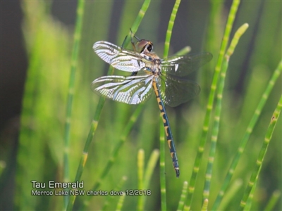 Hemicordulia tau (Tau Emerald) at Bawley Point, NSW - 17 Dec 2018 by CharlesDove