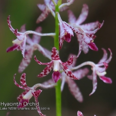 Dipodium variegatum (Blotched Hyacinth Orchid) at Bawley Point, NSW - 19 Dec 2018 by CharlesDove
