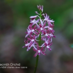 Dipodium variegatum (Blotched Hyacinth Orchid) at Garrads Reserve Narrawallee - 17 Dec 2018 by CharlesDove