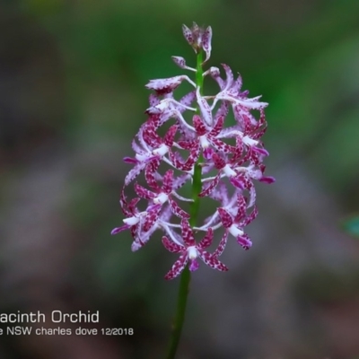 Dipodium variegatum (Blotched Hyacinth Orchid) at Narrawallee Foreshore and Reserves Bushcare Group - 18 Dec 2018 by CharlesDove