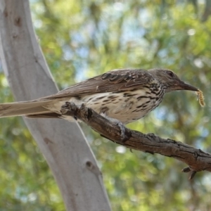 Oriolus sagittatus at Hughes, ACT - 6 Jan 2019