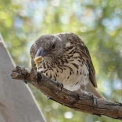 Oriolus sagittatus at Hughes, ACT - 6 Jan 2019