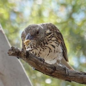 Oriolus sagittatus at Hughes, ACT - 6 Jan 2019 12:12 PM