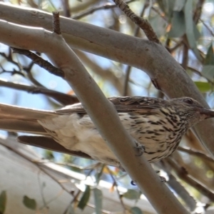 Oriolus sagittatus at Hughes, ACT - 6 Jan 2019