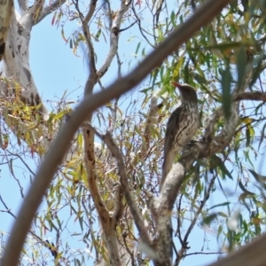 Oriolus sagittatus at Hughes, ACT - 6 Jan 2019 12:12 PM